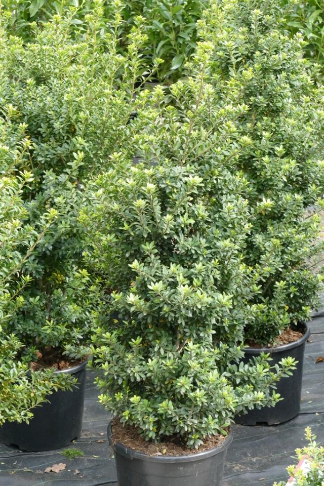 Ilex crenata 'Caroline Upright'