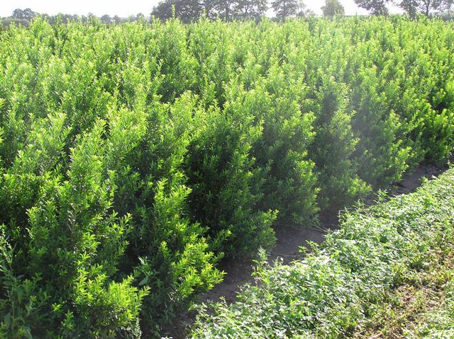 Ilex crenata 'Maxima'