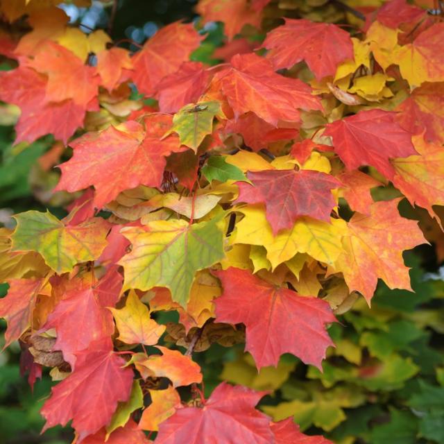 Acer platanoides 'Cleveland'