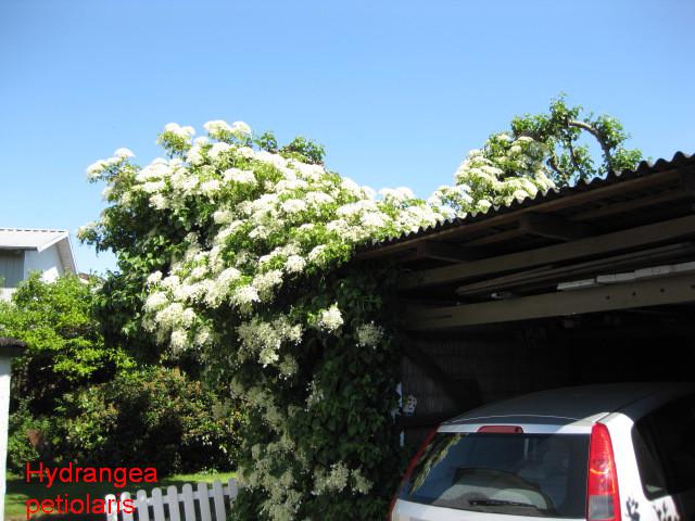 Hydrangea petiolaris