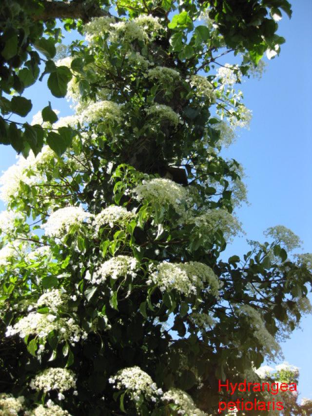 Hydrangea petiolaris