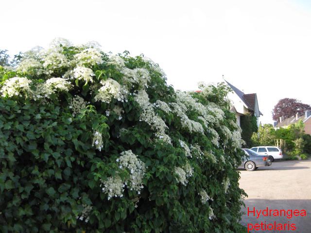 Hydrangea petiolaris