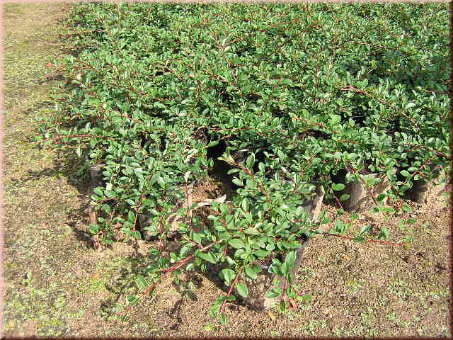 Cotoneaster dammeri 'Eichholz'