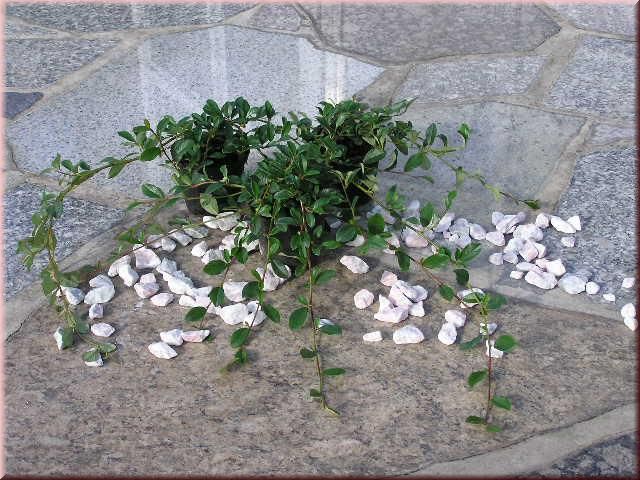 Cotoneaster dammeri  var. radicans