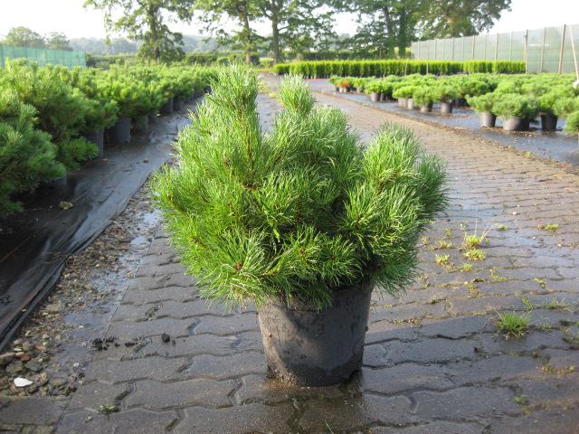 Pinus mugo mughus