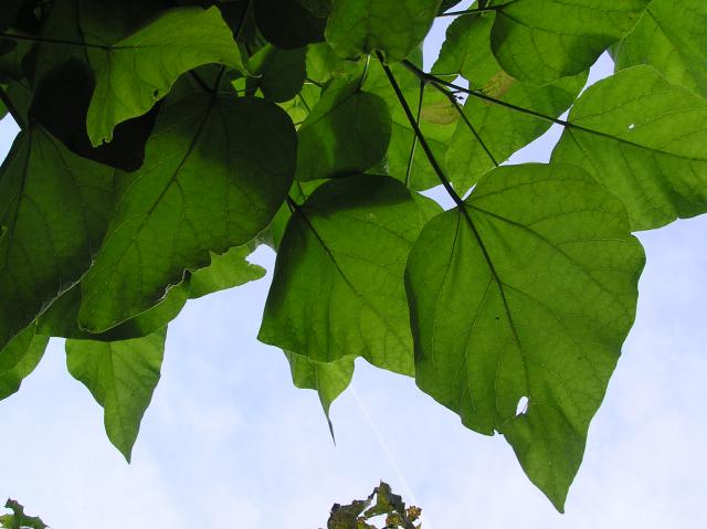 Catalpa bignonioides 'Nana'