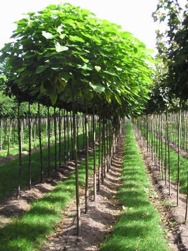 Catalpa bignonioides 'Nana'