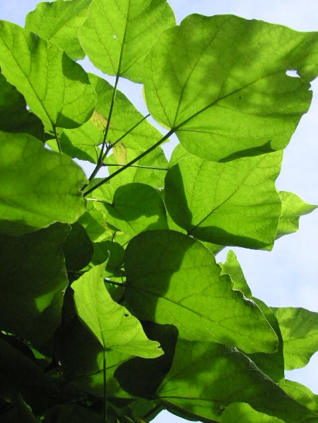 Catalpa bignonioides 'Nana'