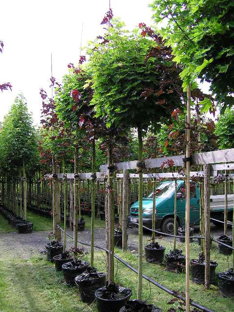 Acer platanoides 'Globosum'