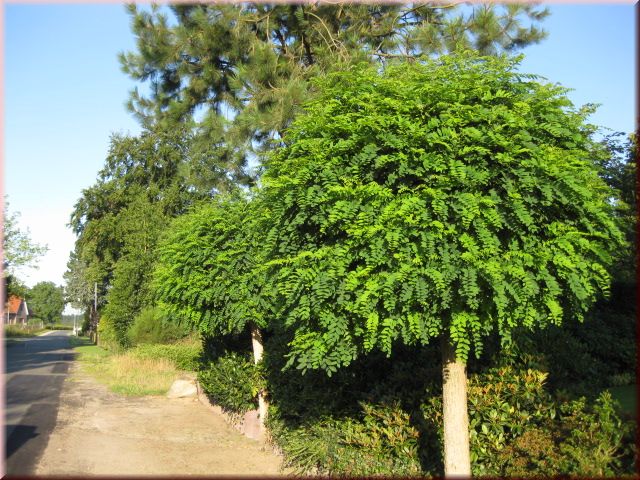 Robinia pseudoac. 'Umbraculifera'