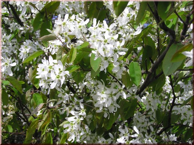 Amelanchier lamarckii