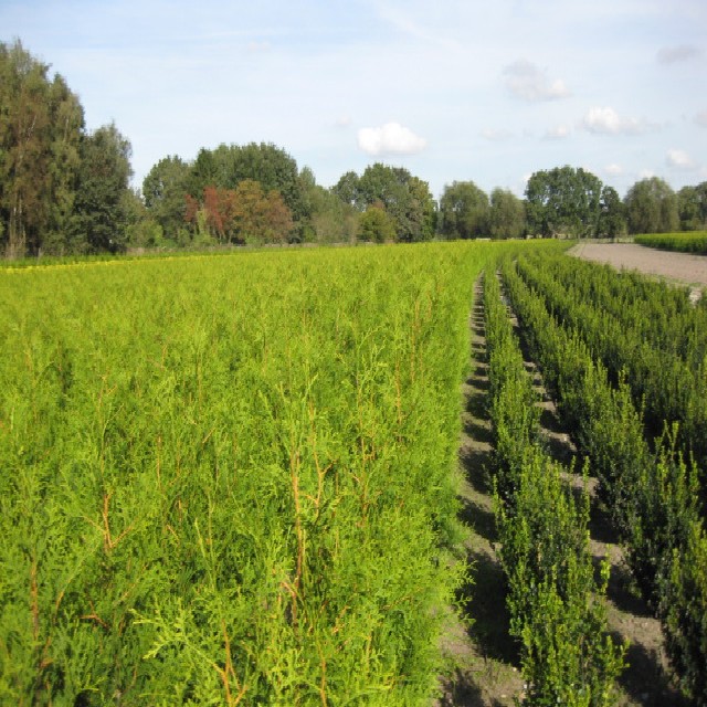 Thuja occidentalis 'Brabant'