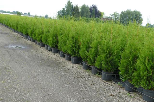 Thuja occidentalis 'Brabant'