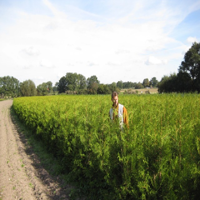 Thuja occidentalis 'Brabant'