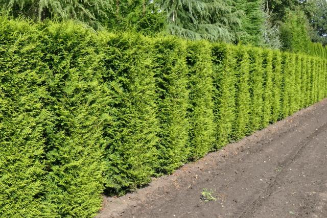 Thuja occidentalis 'Brabant'