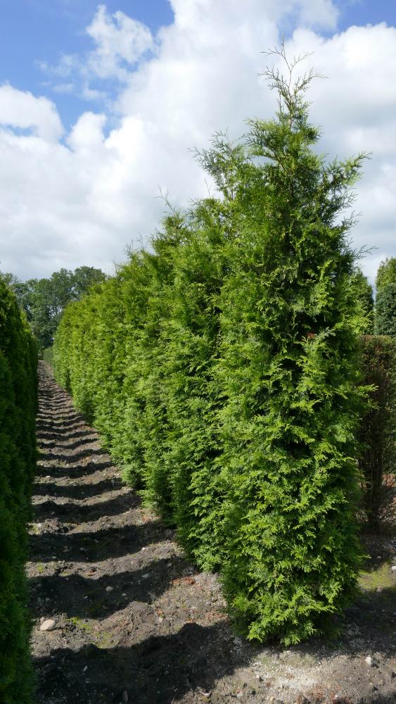 Thuja occidentalis 'Brabant'