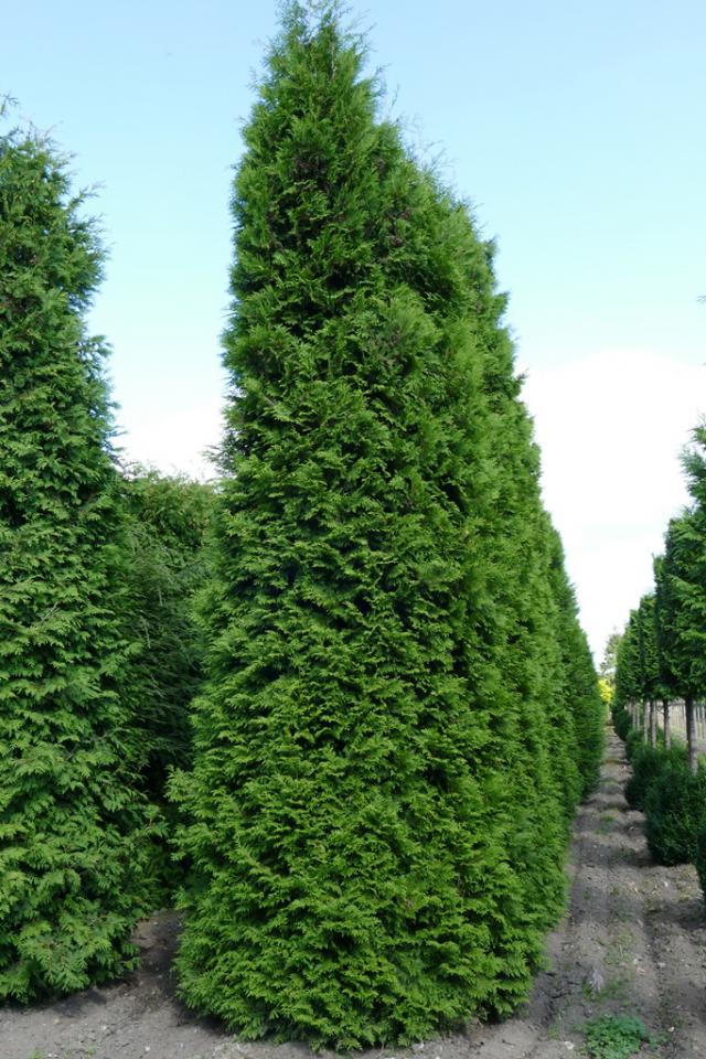 Thuja occidentalis 'Brabant'