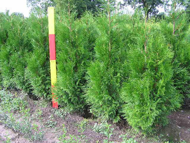 Thuja plicata 'Martin'