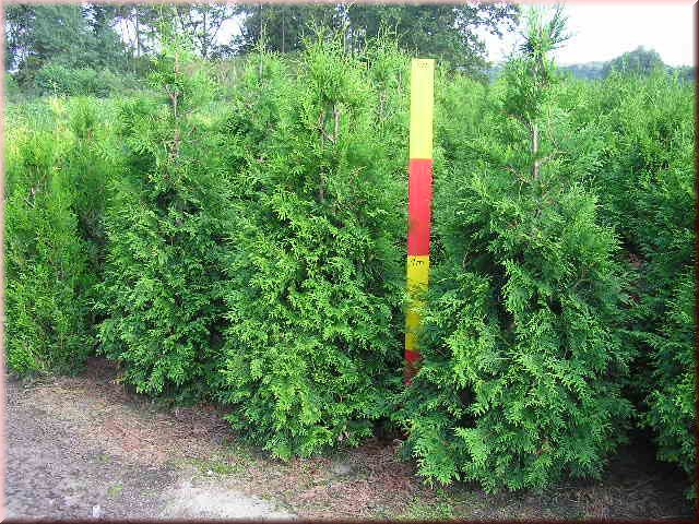 Thuja plicata 'Martin'