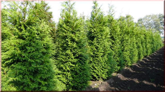 Thuja plicata 'Martin'