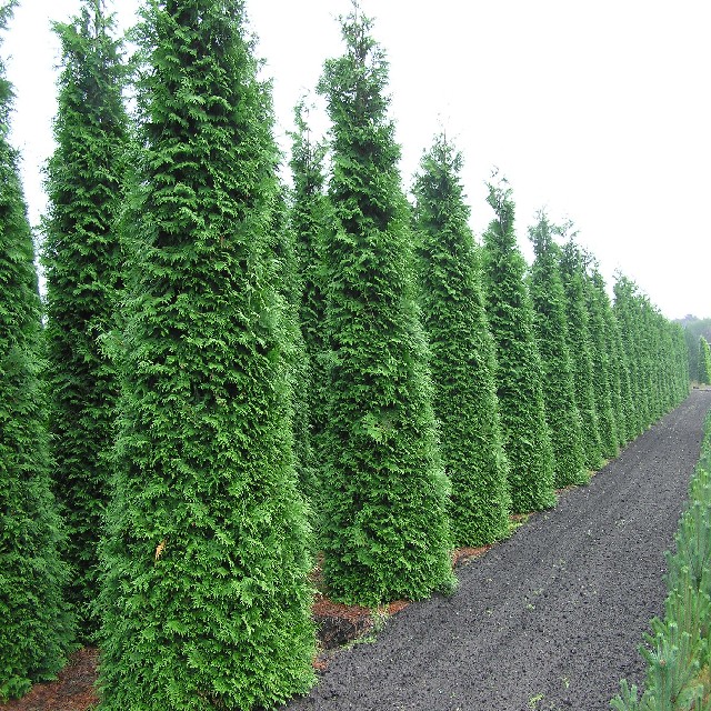 Thuja plicata 'Martin'