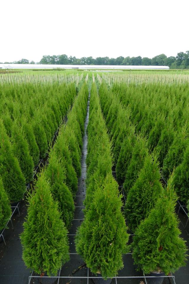 Thuja occidentalis 'Smaragd'