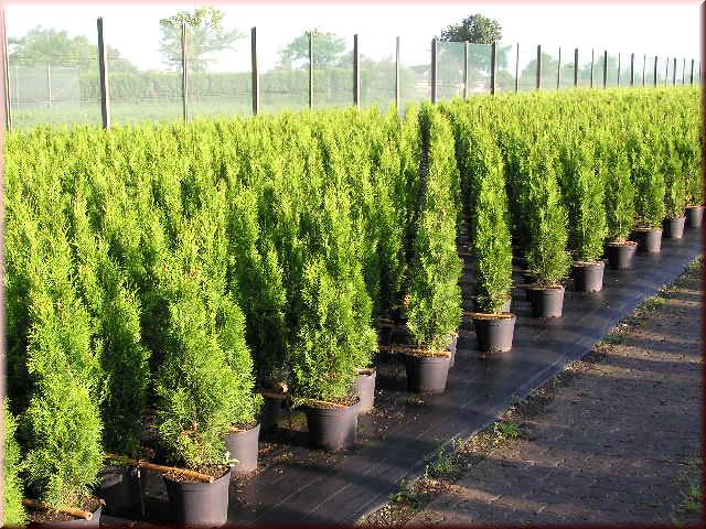 Thuja occidentalis 'Smaragd'