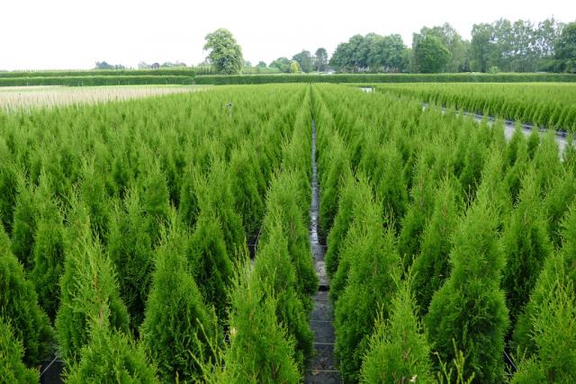 Thuja occidentalis 'Smaragd'