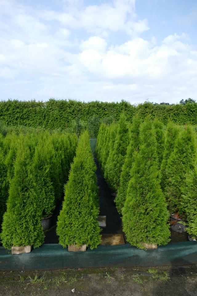 Thuja occidentalis 'Smaragd'