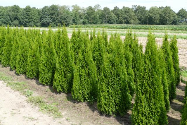 Thuja occidentalis 'Smaragd'