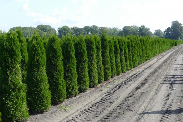 Thuja occidentalis 'Smaragd'