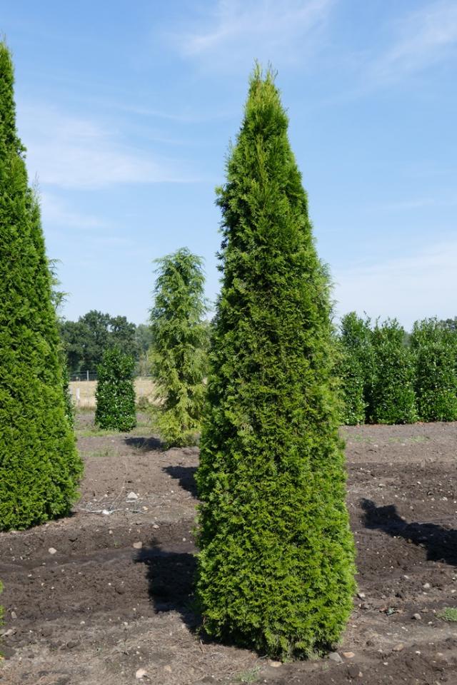 Thuja occidentalis 'Smaragd'