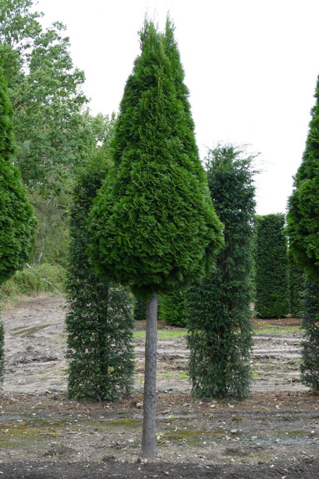 Thuja occidentalis 'Smaragd'