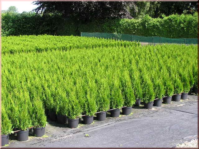 Thuja occidentalis 'Smaragd'