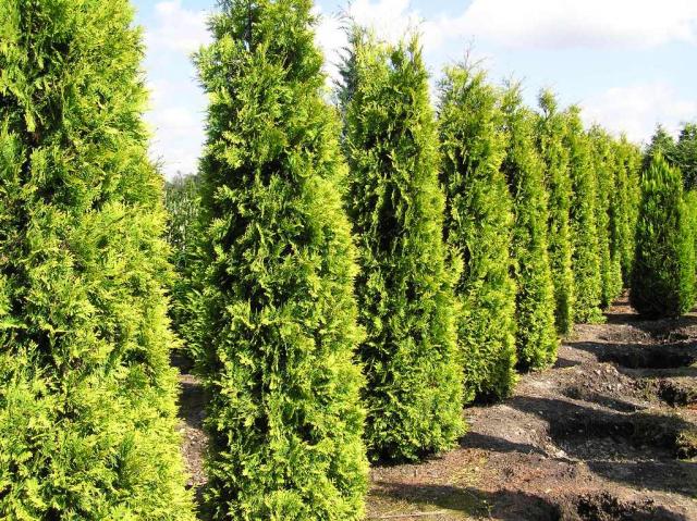 Thuja occidentalis 'Yellow Ribbon'