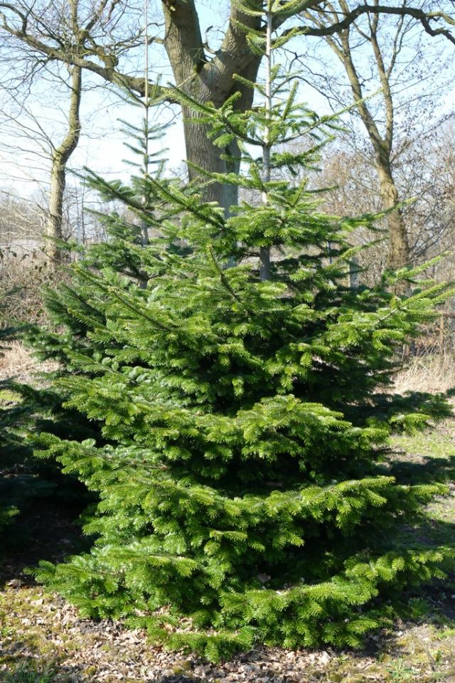 Abies nordmanniana