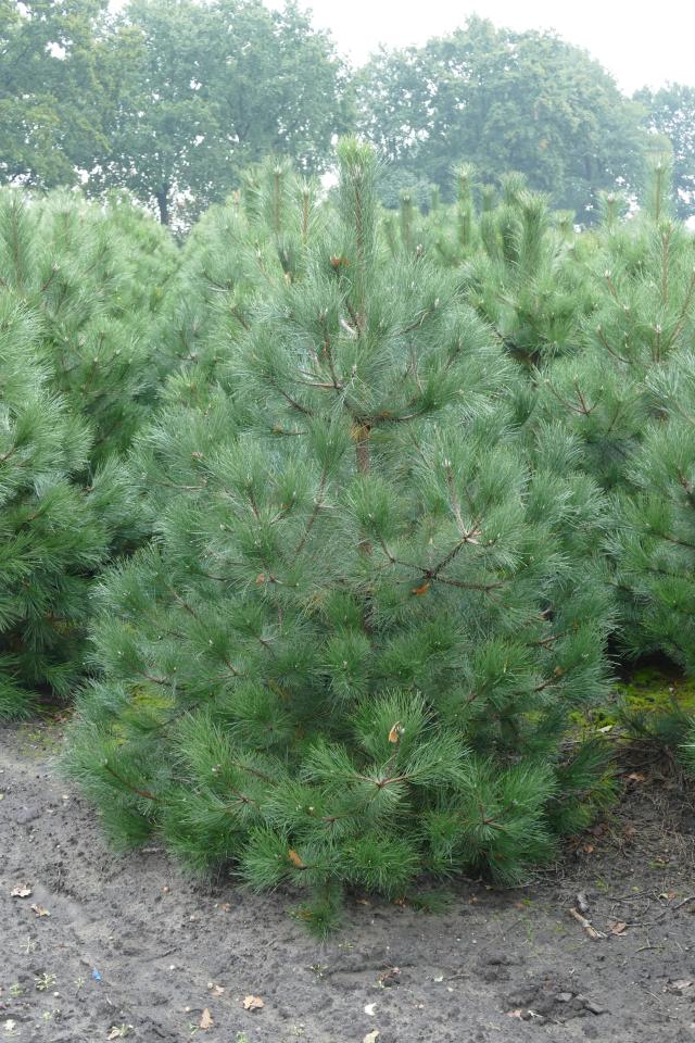 Pinus nigra