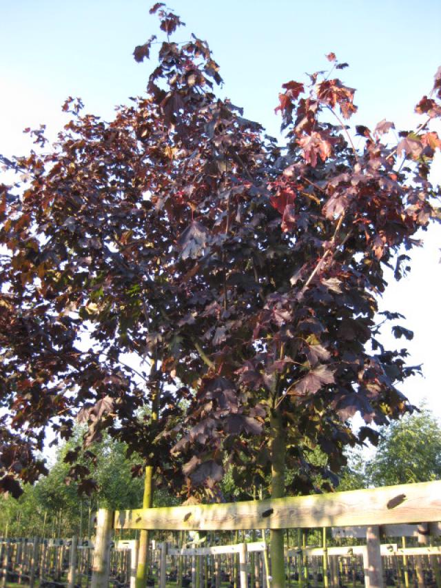 Acer platanoides 'Royal Red'