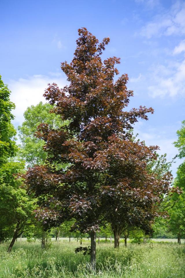 Acer platanoides 'Royal Red'