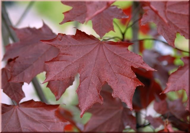 Acer platanoides 'Royal Red'