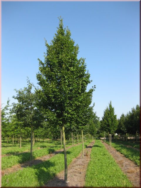 Carpinus betulus 'Fastigiata'