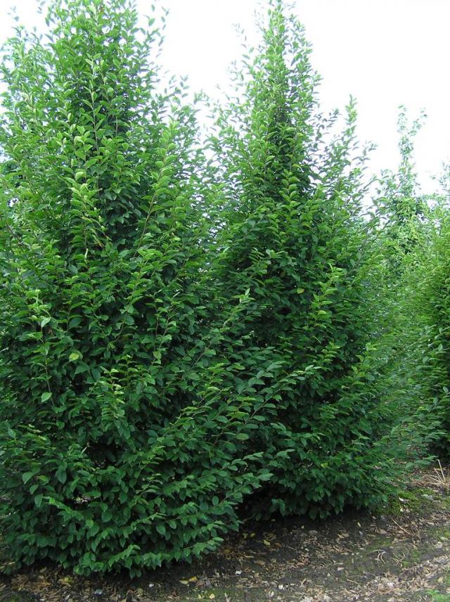 Carpinus betulus 'Fastigiata'