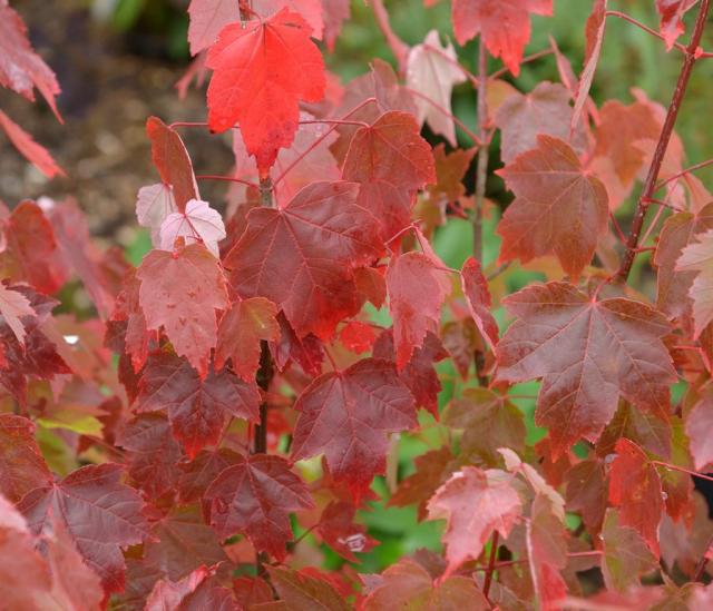 Acer rubrum