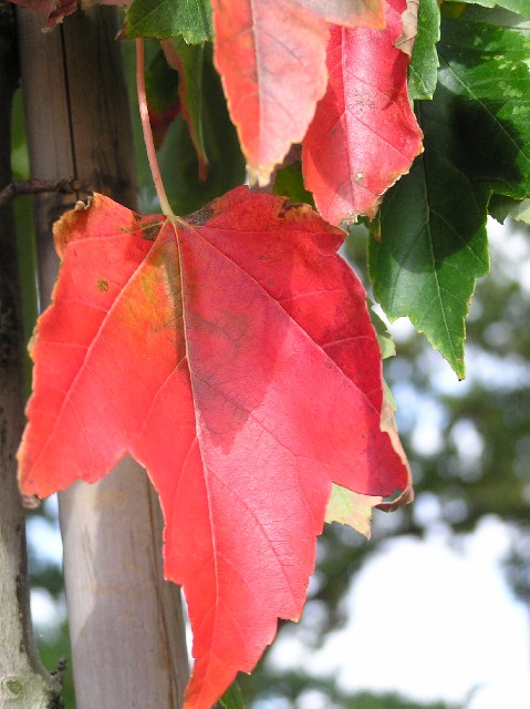 Acer rubrum