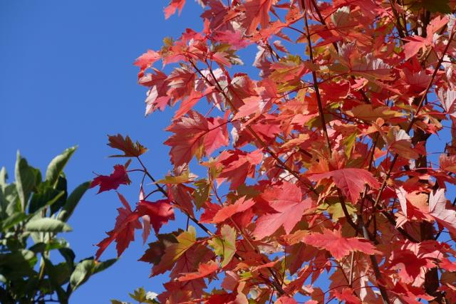 Acer freemanii 'Autumn Blaze' (R)