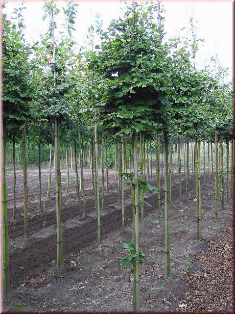 Fagus sylvatica