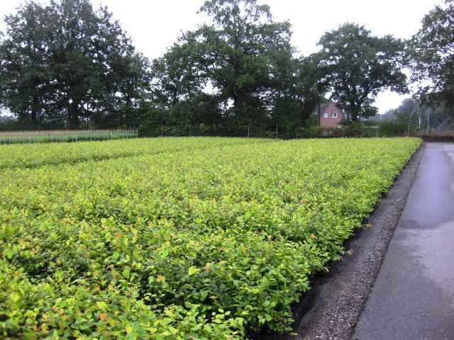 Fagus sylvatica