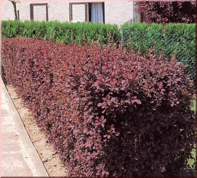 Berberis thunbergii 'Atropurpurea'