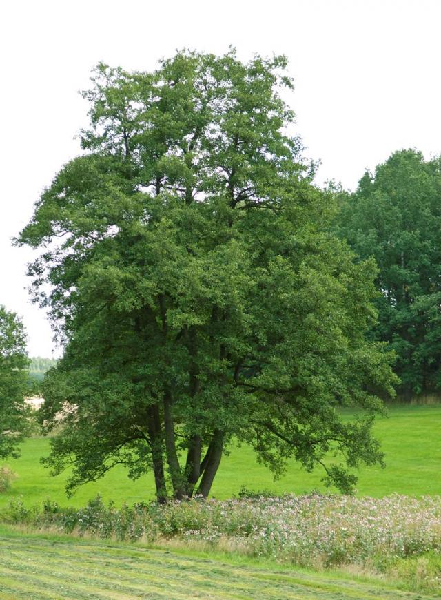 Alnus glutinosa