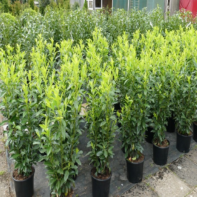 Prunus lauroc. 'Genolia' ®